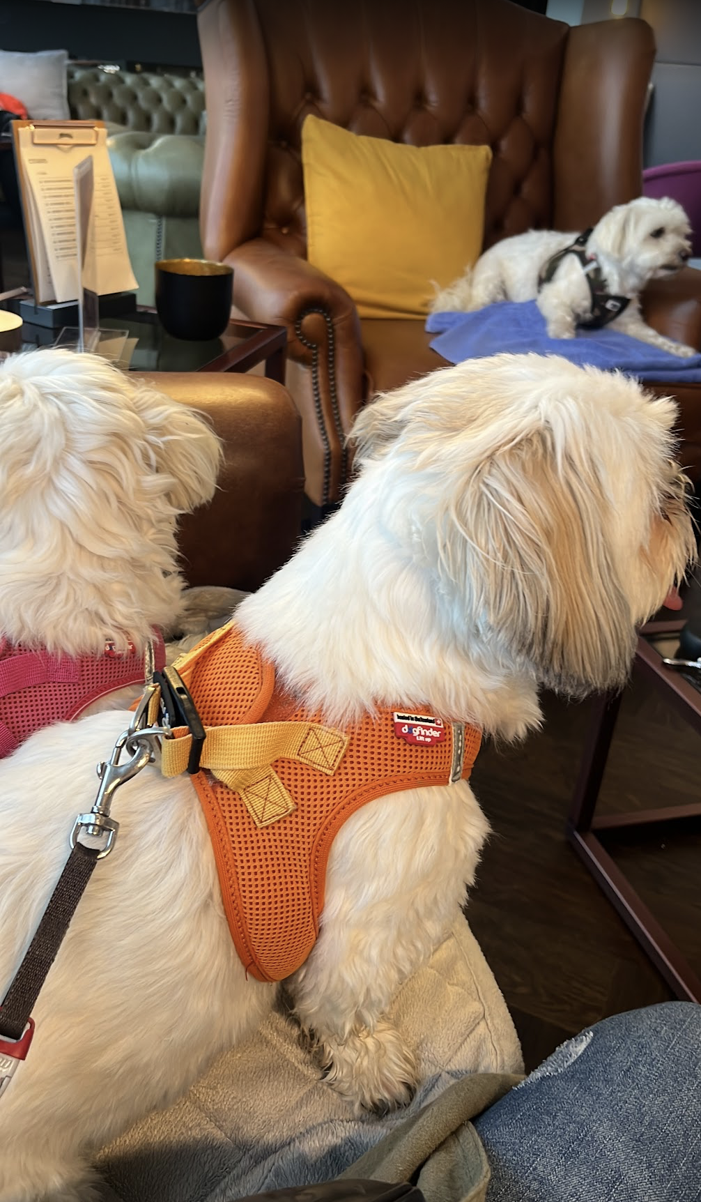 Customer testimoanil image